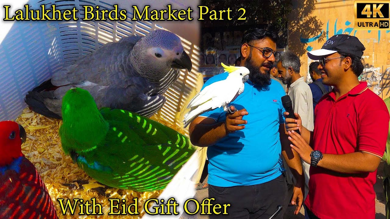 Lalukhet Birds Market Part 2 Karachi Unique and Rare Birds 8-4-2024 | लालूखेत पक्षी बाज़ार कराची