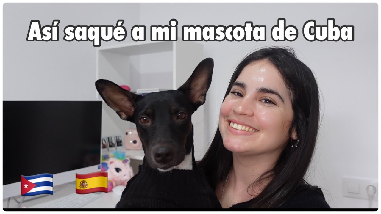 Así logré sacar a mi Mascota de Cuba…su reacción al llegar a España…@AnitaMateu