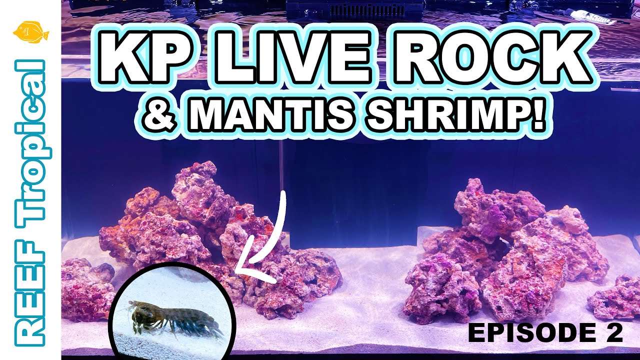 KP Aquatics LIVE ROCK AND MANTIS SHRIMP