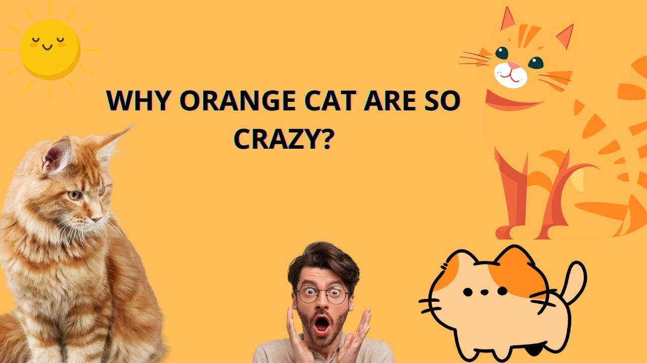 Why Are Orange Cats So Crazy?