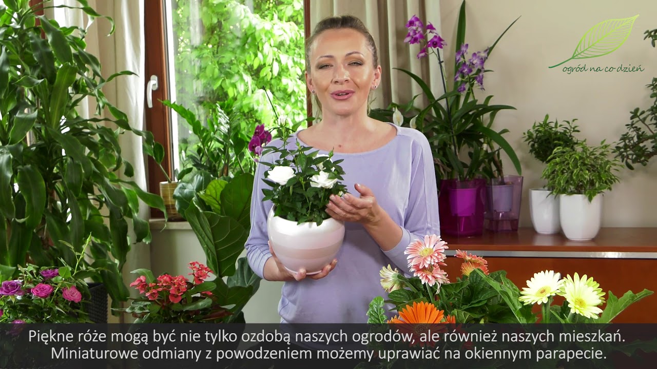 Kwiaty doniczkowe - róże, gerbery i wilczomlecze. Jak dbać o te rośliny domowe?