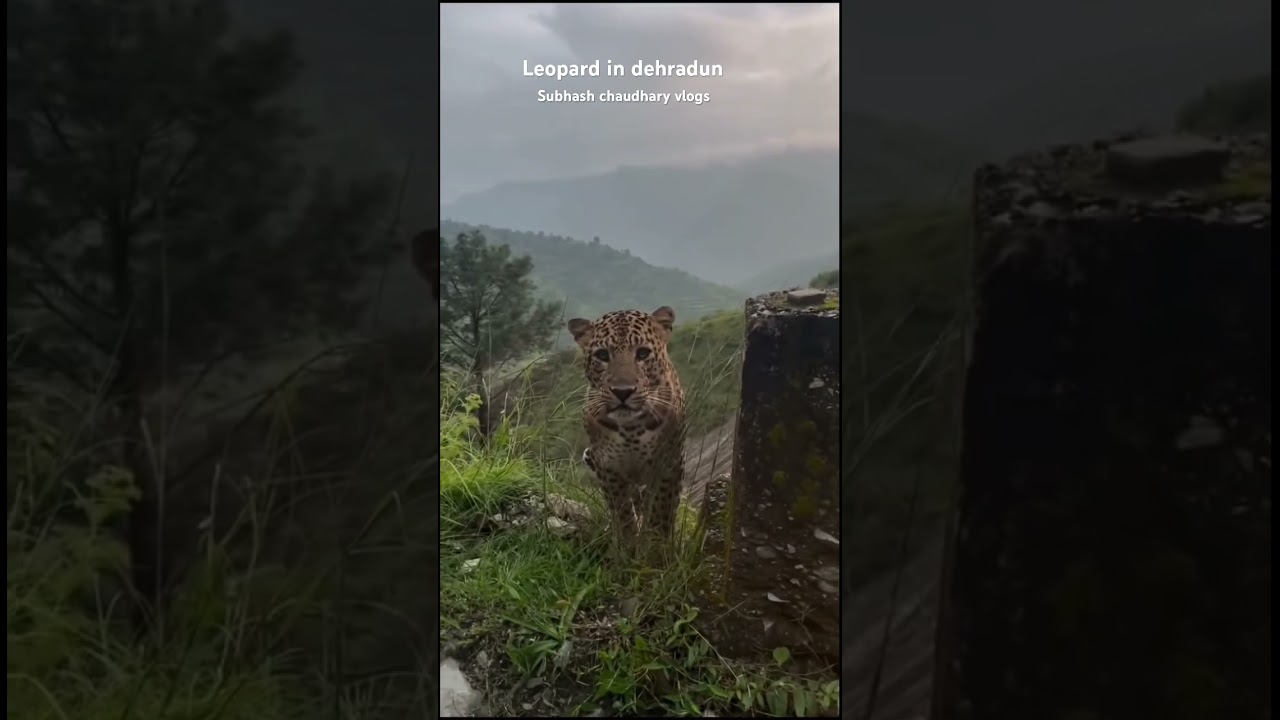 Leopard 🐆 in dehradun #shorts