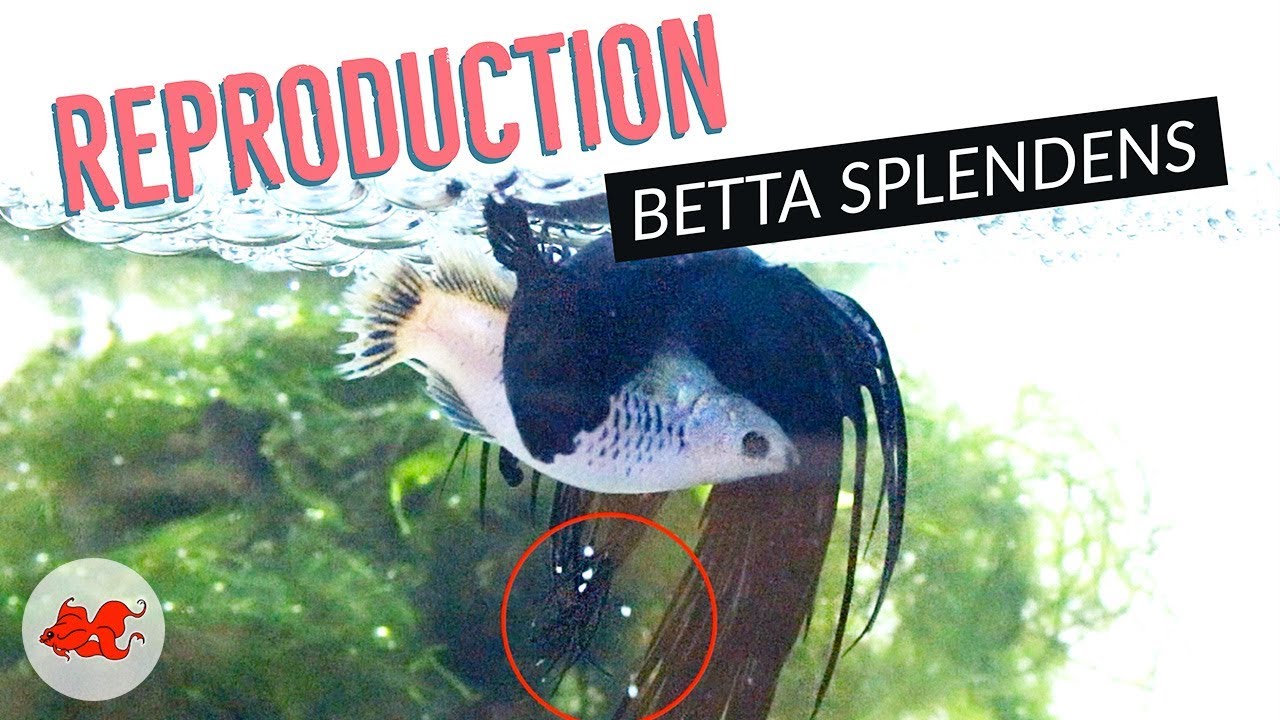 Reproduction Betta Splendens