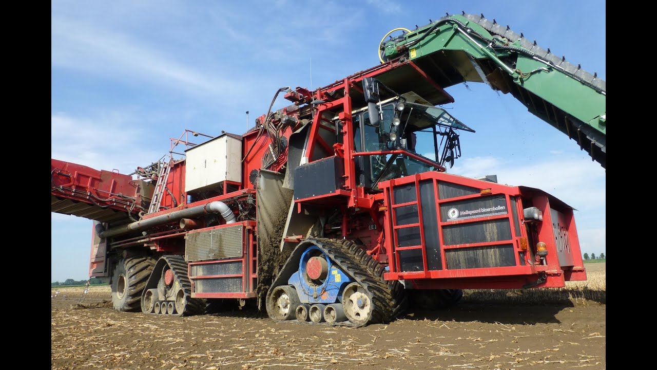 Ploeger AR-4W + EARTH EATER Tulip Bulb Harvester / Tulpenbollen rooien - Maliepaard Bloembollen