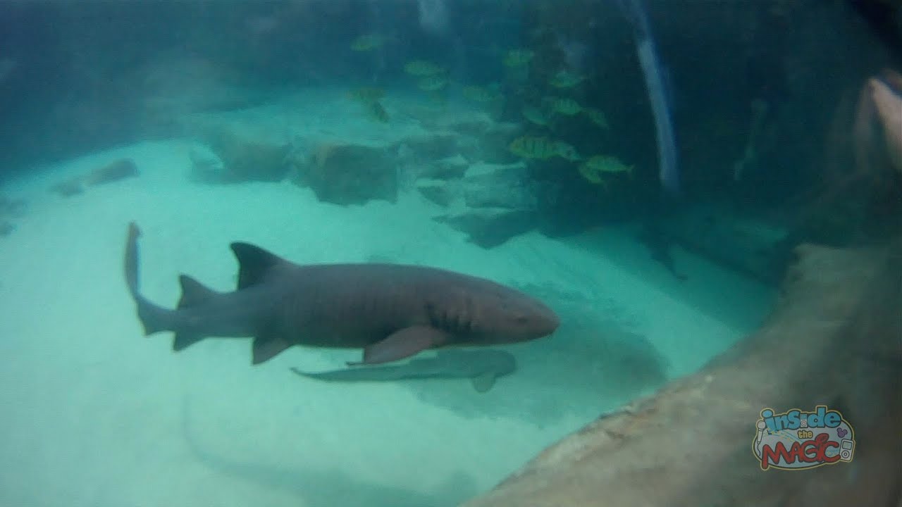 Underwater in the new Grand Reef in Discovery Cove at SeaWorld Orlando