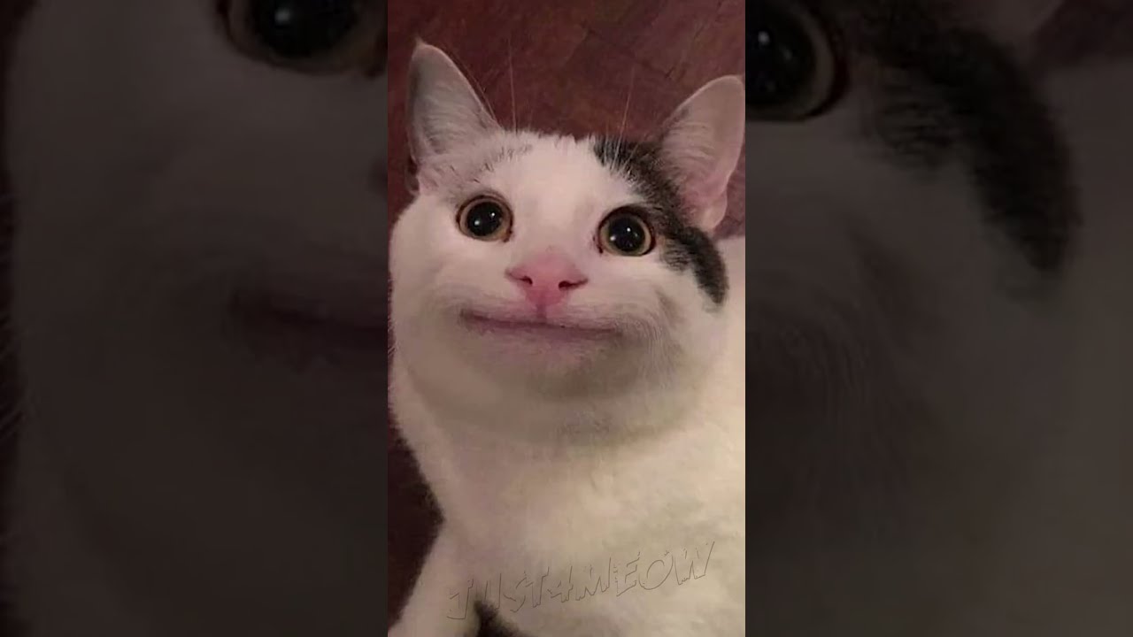 CATS BEING FUNNY FOR 55 SECONDS 😾😿😹😹🐱🐈&zwj;⬛🐈🐈&zwj;⬛🐈😼