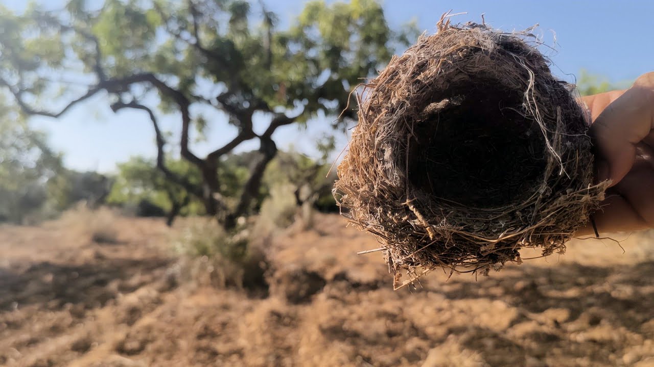 Alcaudones, Marihuana, Marihuana? Si .. Pardillos Jilgueros etc etc MIS VUELTAS X EL CAMPO