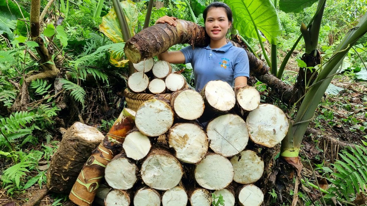 Harvest Giant Taro From Nature Bring to market to sell _ My daily life | Trieu Thi Thuy