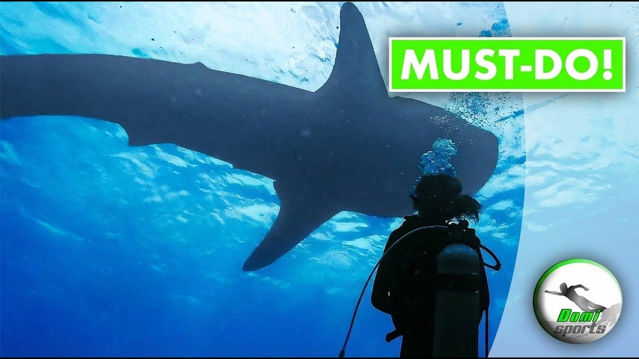 TAUCHEN mit WALHAIEN auf den Phillipinnen Oslob, Cebu - WOW!