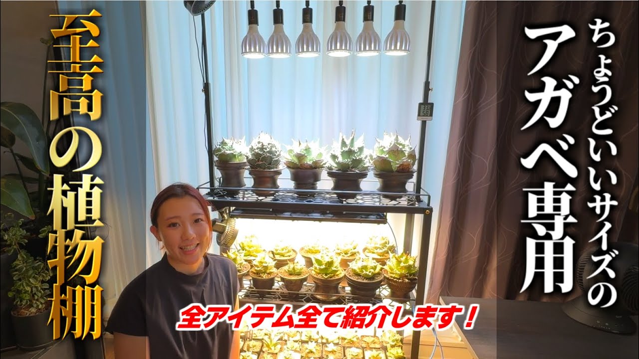 【植物棚】アガベに特化した究極の植物棚の作成!!今話題の棚に最高峰のライトを取付ける！【Agave titanota】
