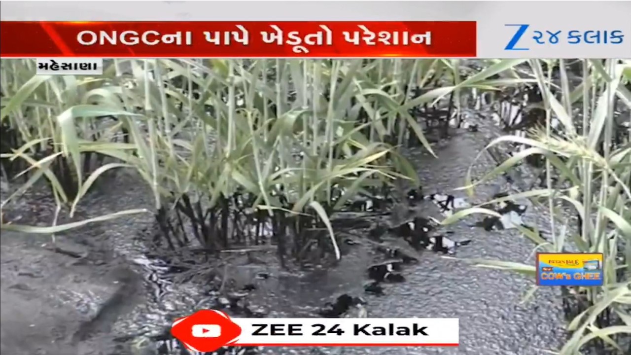 Gujarat: Famers face crop loss due to leakage of oil from pipe of ONGC at Kanoda village of Mehsana