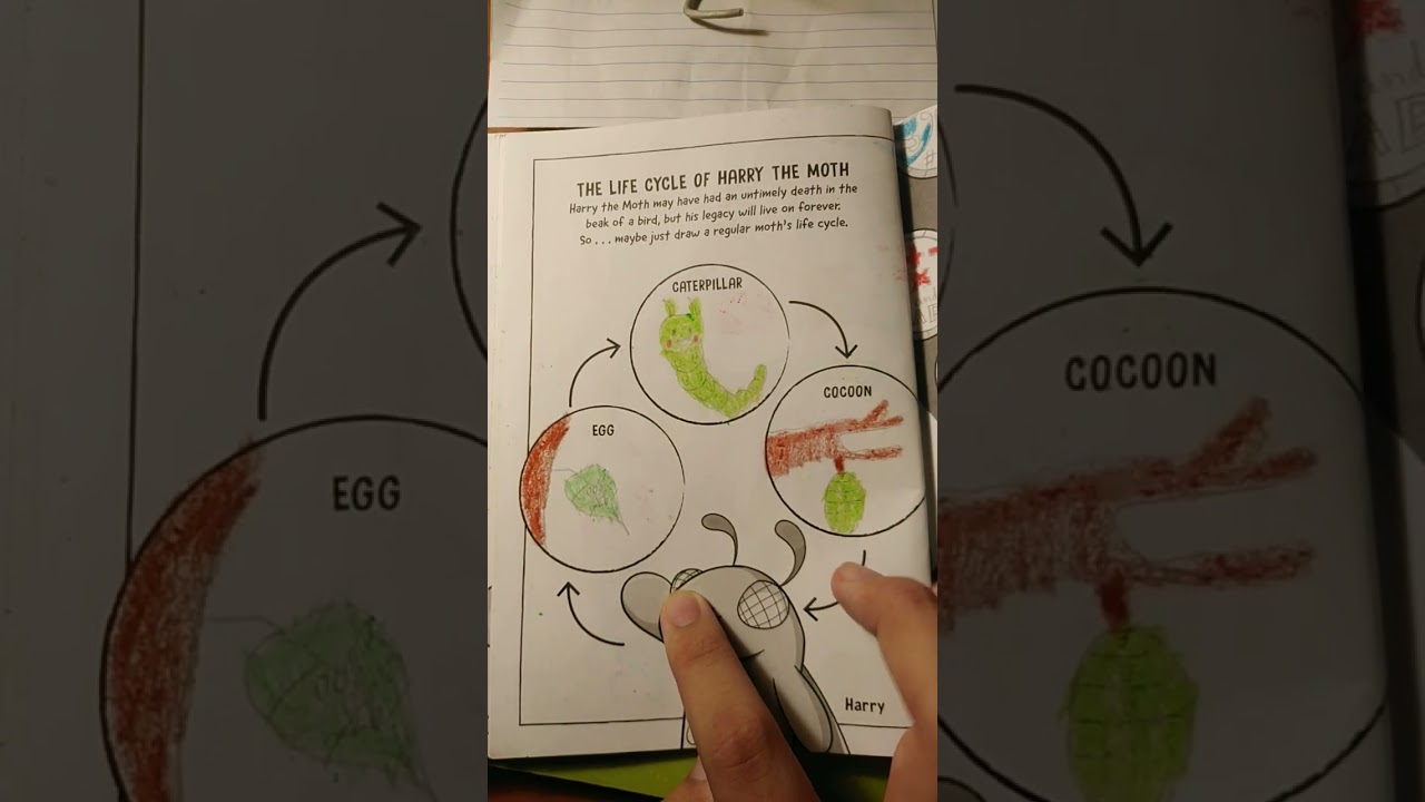 What's The Life Cycle Of A Moth? My Doodle Book #17 