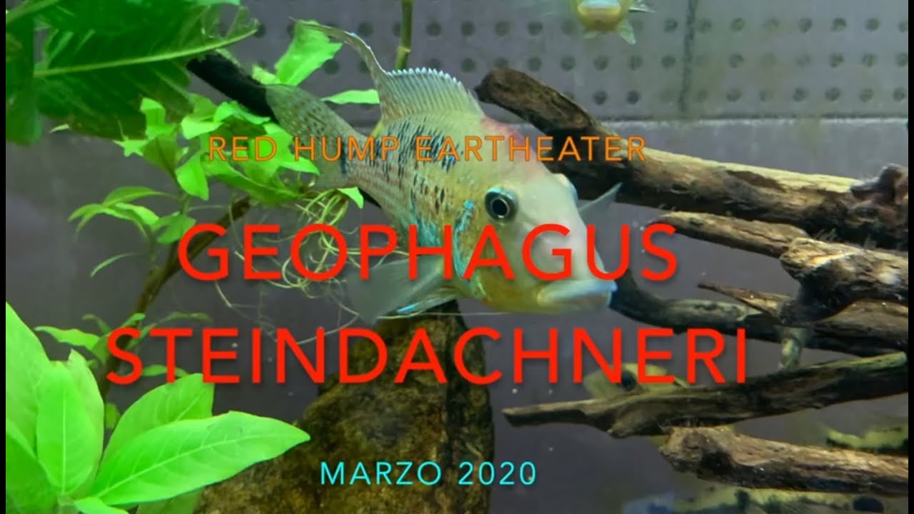 Geophagus steindachneri