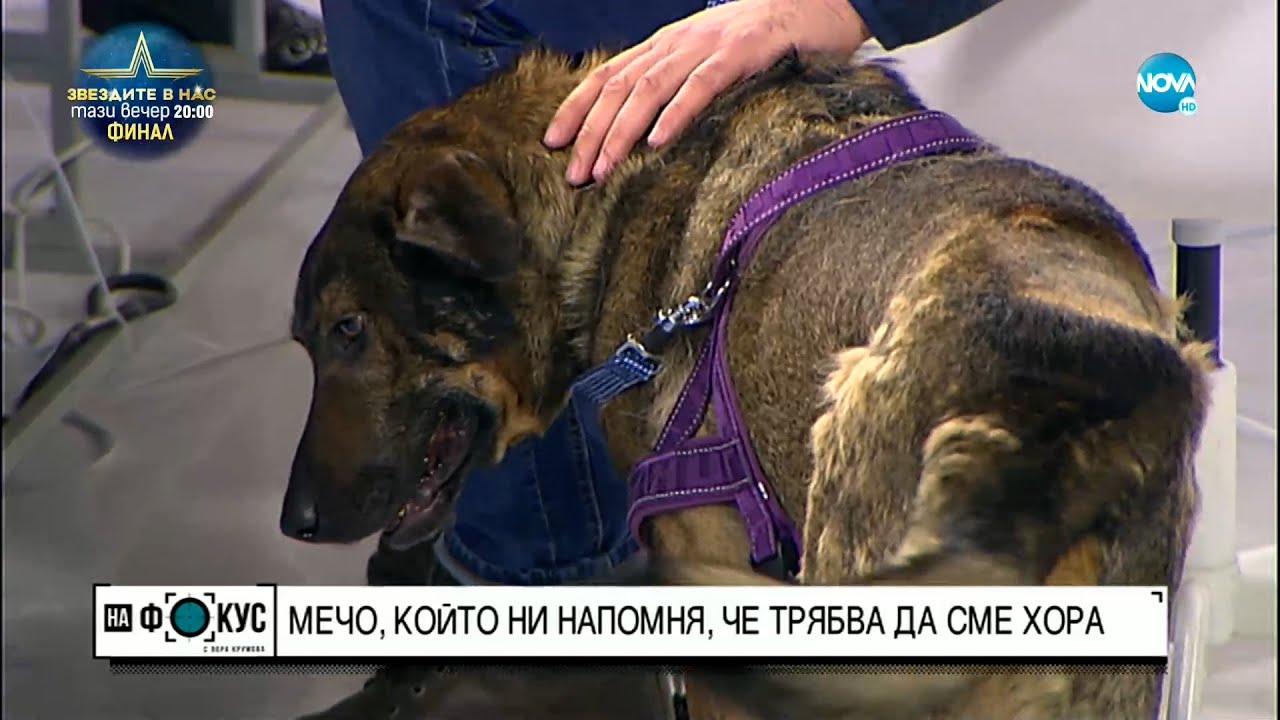 Animal Rescue: Мечо е бил удрян с предмети, лапите му са връзвани и е имал порезни рани