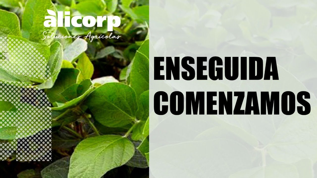 Manejo y Control de Enfermedades en el Cultivo de Soya - Evandro Nascimiento. CAPACITACIÓN ALICORP