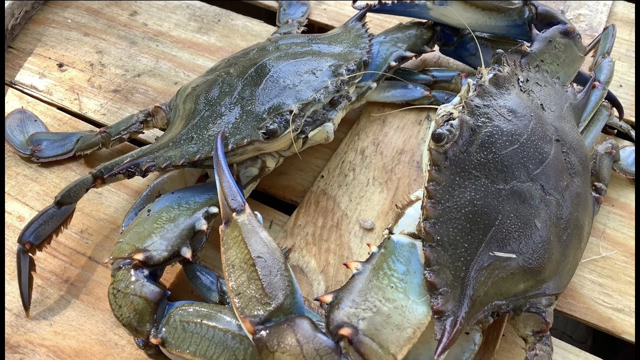 Crabbing New Jersey (Toms River 2023)