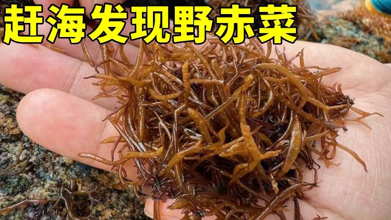 一年難遇一次的赤菜，昂貴的價格讓它變搶手貨，被當地漁民視為寶【漁小仙】
