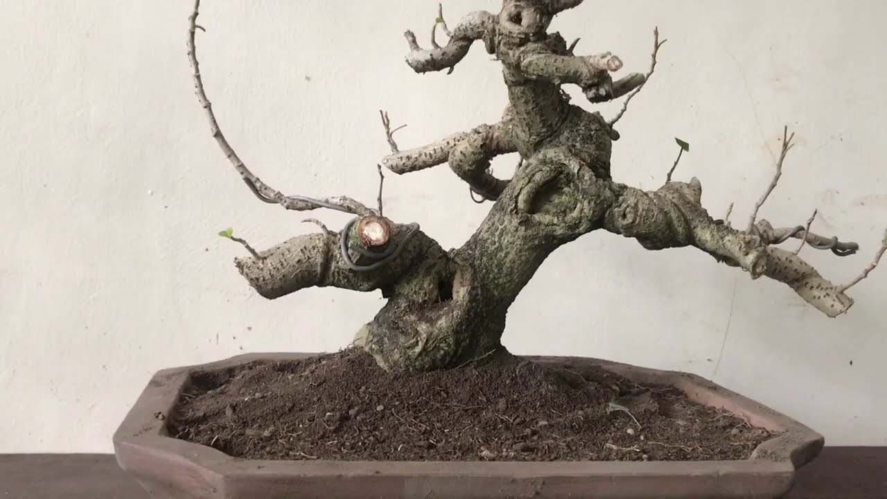 Hibiscus Bonsai Material