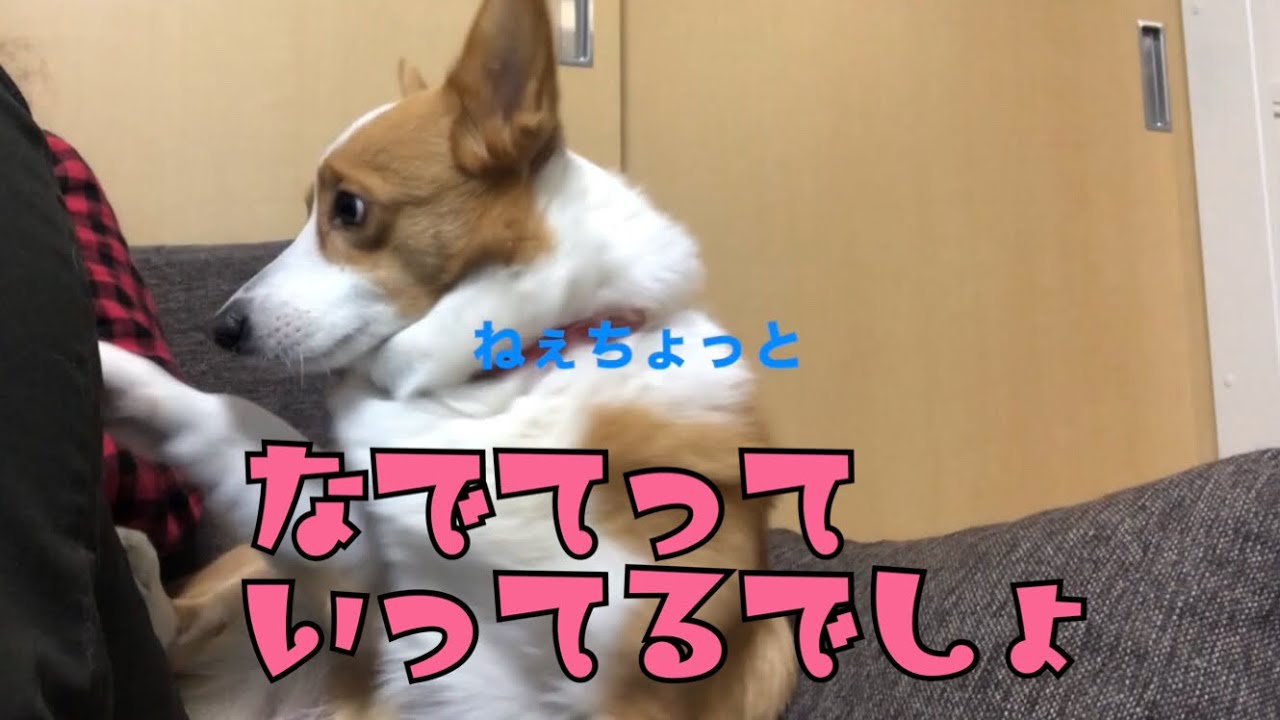 【corgi】非常にしつこいコーギー【RUKI】