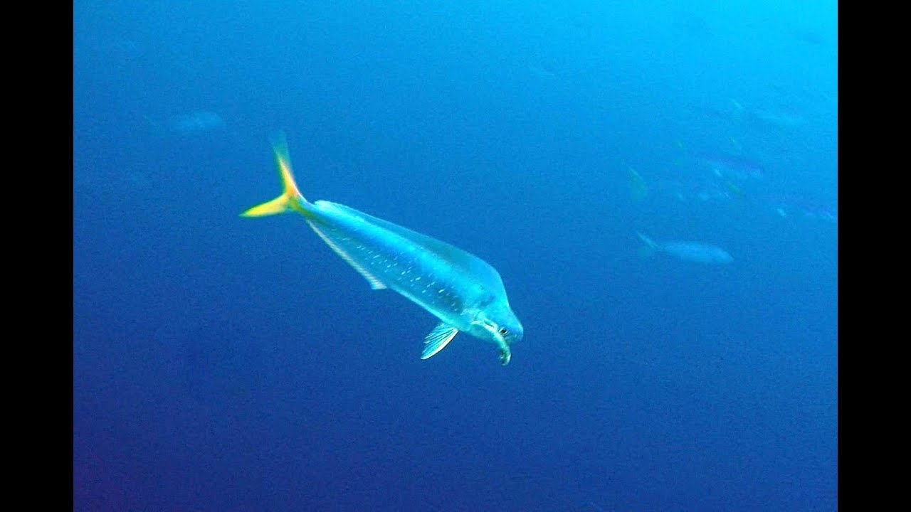 Lambuka Sürüsünün Su Altında Yeme Saldırma Görüntüleri ( Mahi Mahi Underwater Attack )