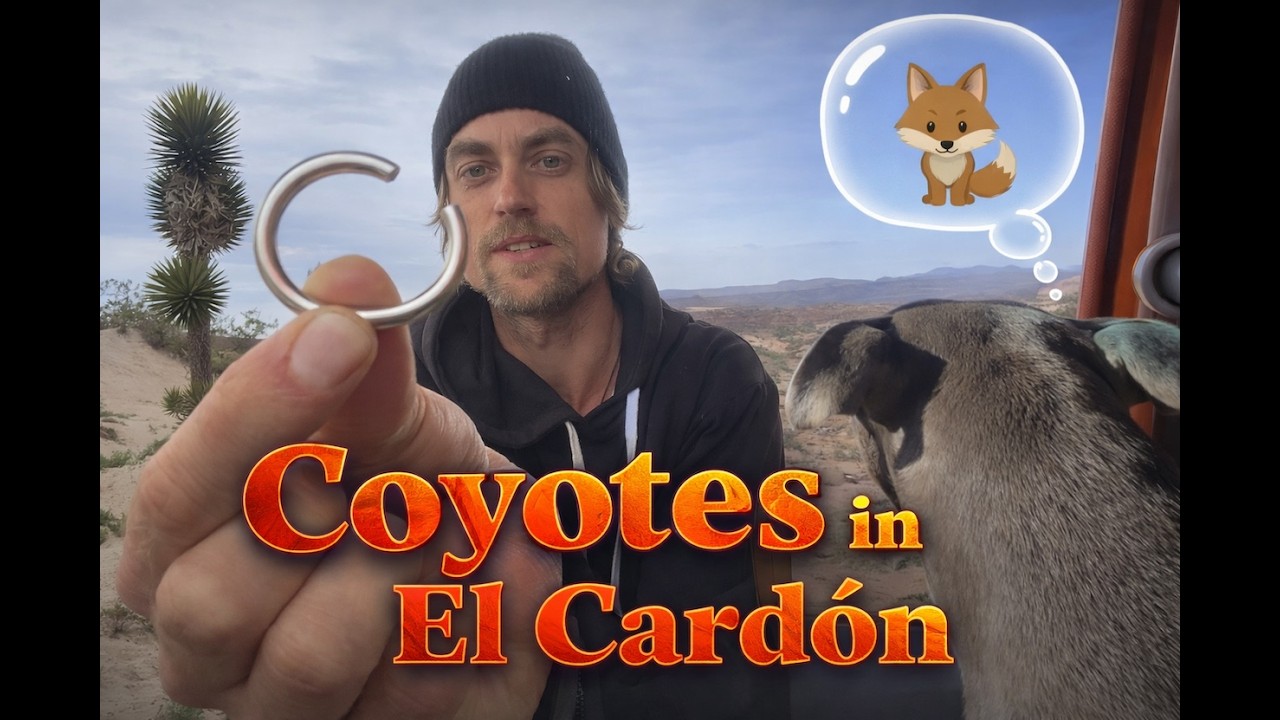 #9 - Surf info El Cardón, Storm Brewing + Coyotes!