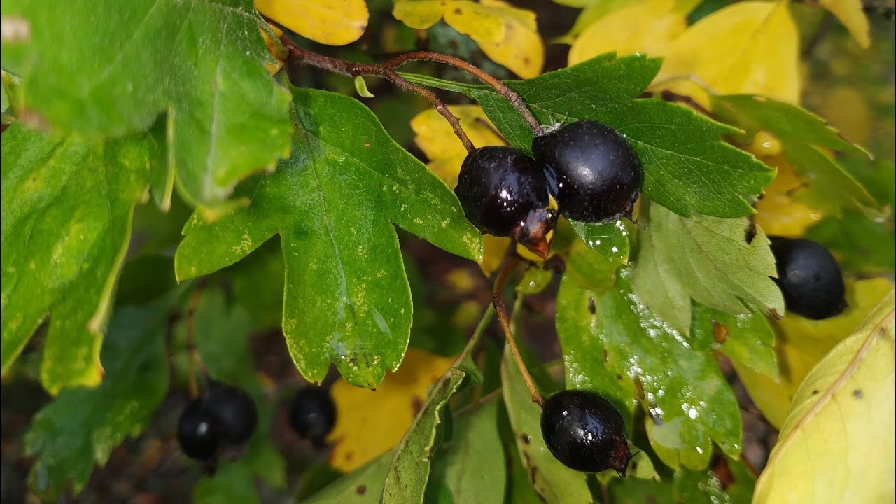 Rare Black Hawthorn tastes delicious (Crataegus pentagyna)