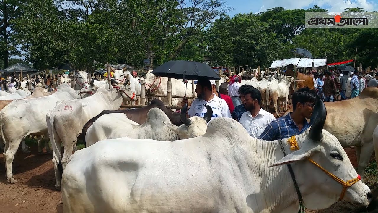 চাঁদপুরে দেশীয় গরুর হাট