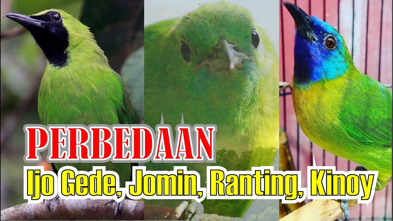 PERBEDAAN CUCAK IJO BODY GEDE JOMIN CUCAK RANTING KINOY IJO GEDE RANTING KINOY IJO MINI By HoBi ID