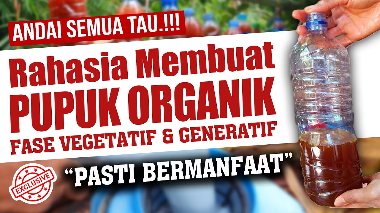 ANDAI SEMUA TAU.❗❗ RAHASIA MEMBUAT PUPUK ORGANIK TERBAIK MASA VEGETATIF & GENERATIF | BERBUAH LEBAT
