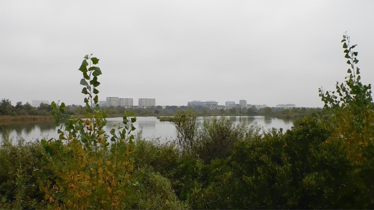 Promenade dans le marais de San Joaquin marsh, à Irvine, en Californie.