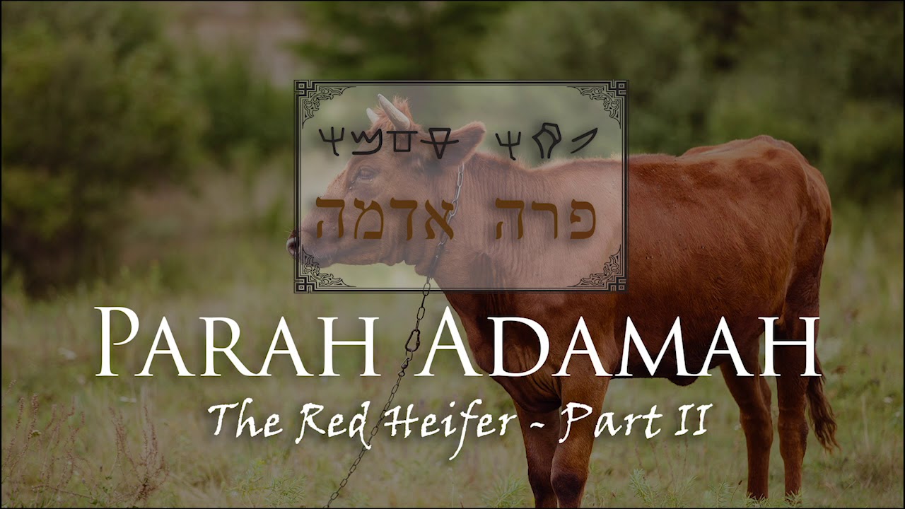 Parah Adamah: The Red Heifer - Part II