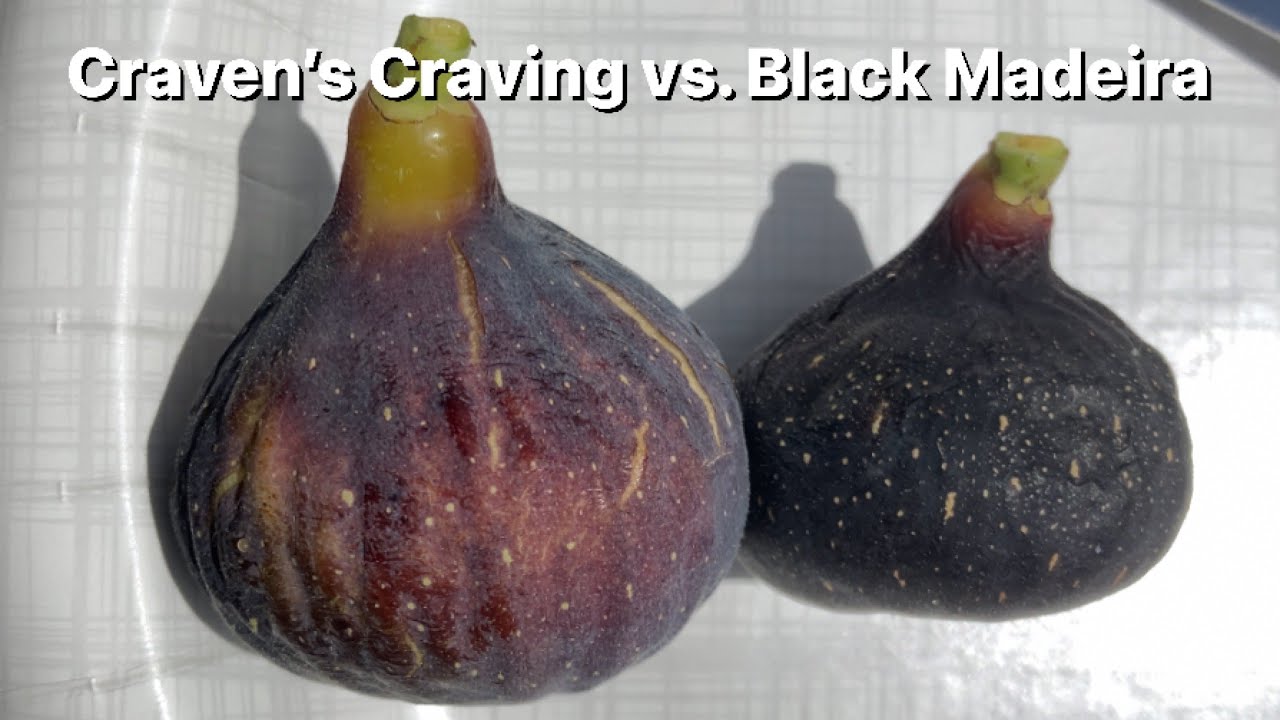 Craven's Craving Fig vs. Black Madeira Fig