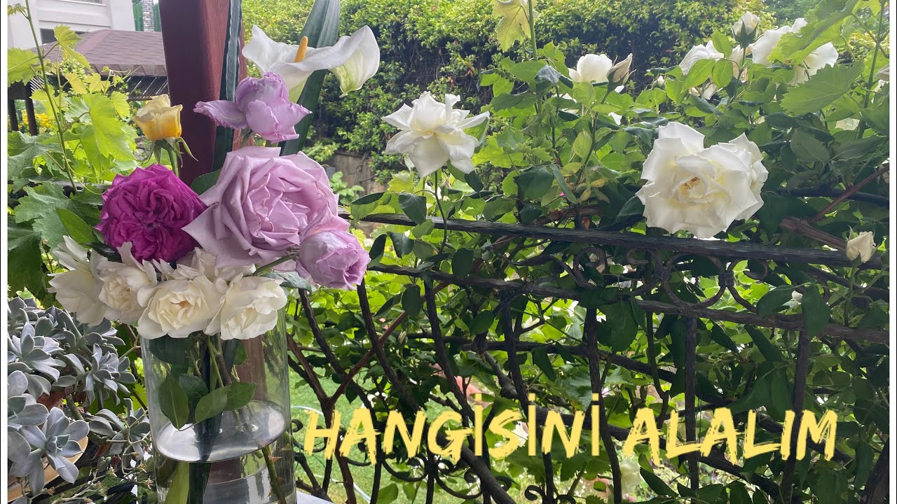 Gül Alırken Nelere Dikkat Etmeli ?