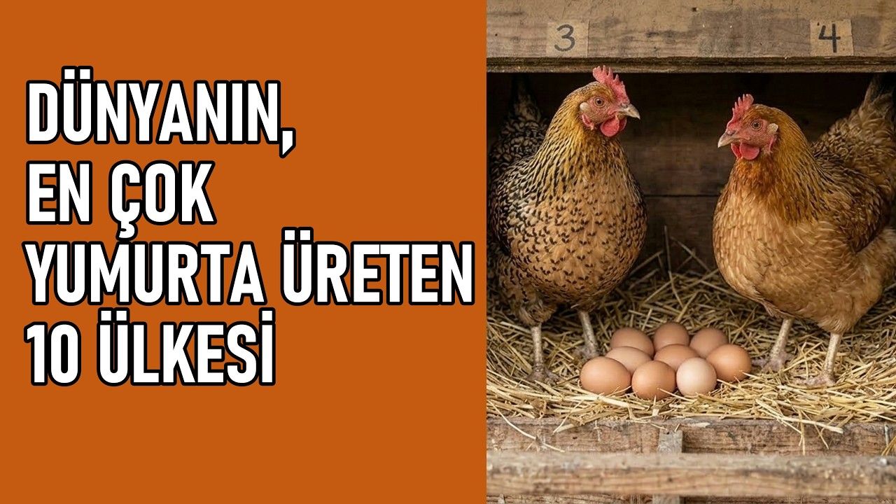 Dünyanın En Fazla Yumurta Üreten 10 Ülkesi 2026