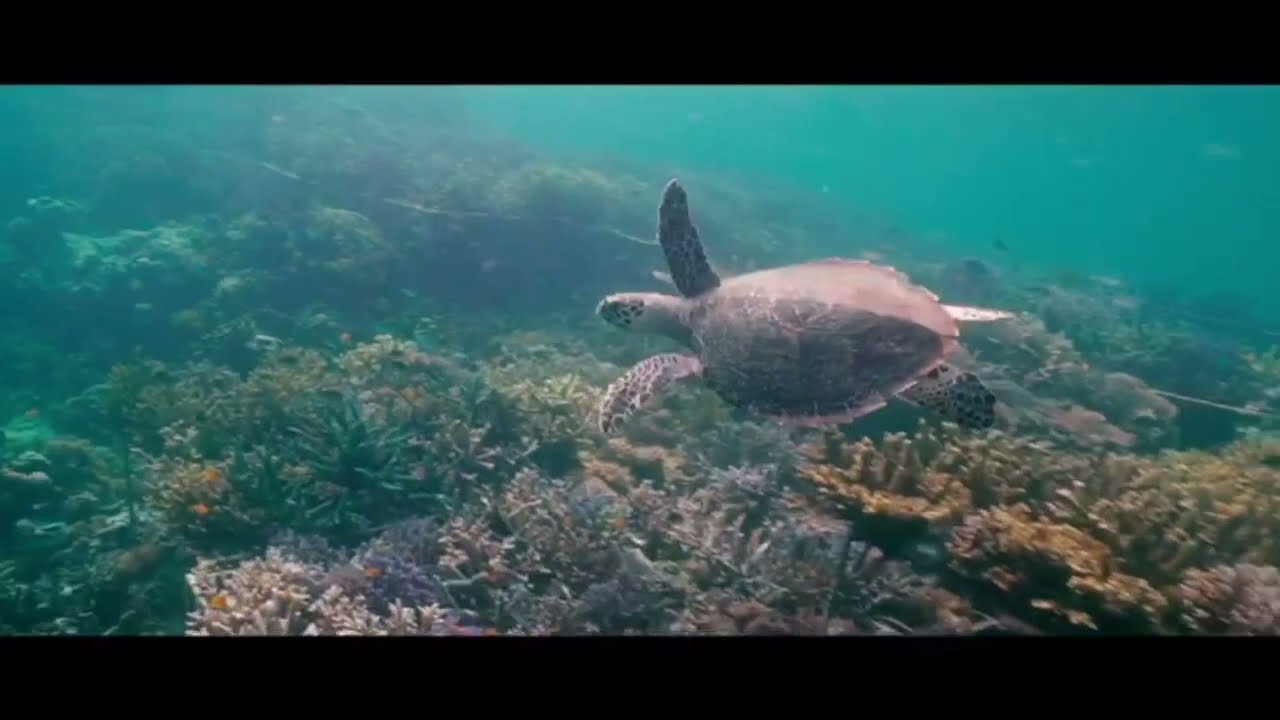 House Reef Coral Restoration | The Seraya