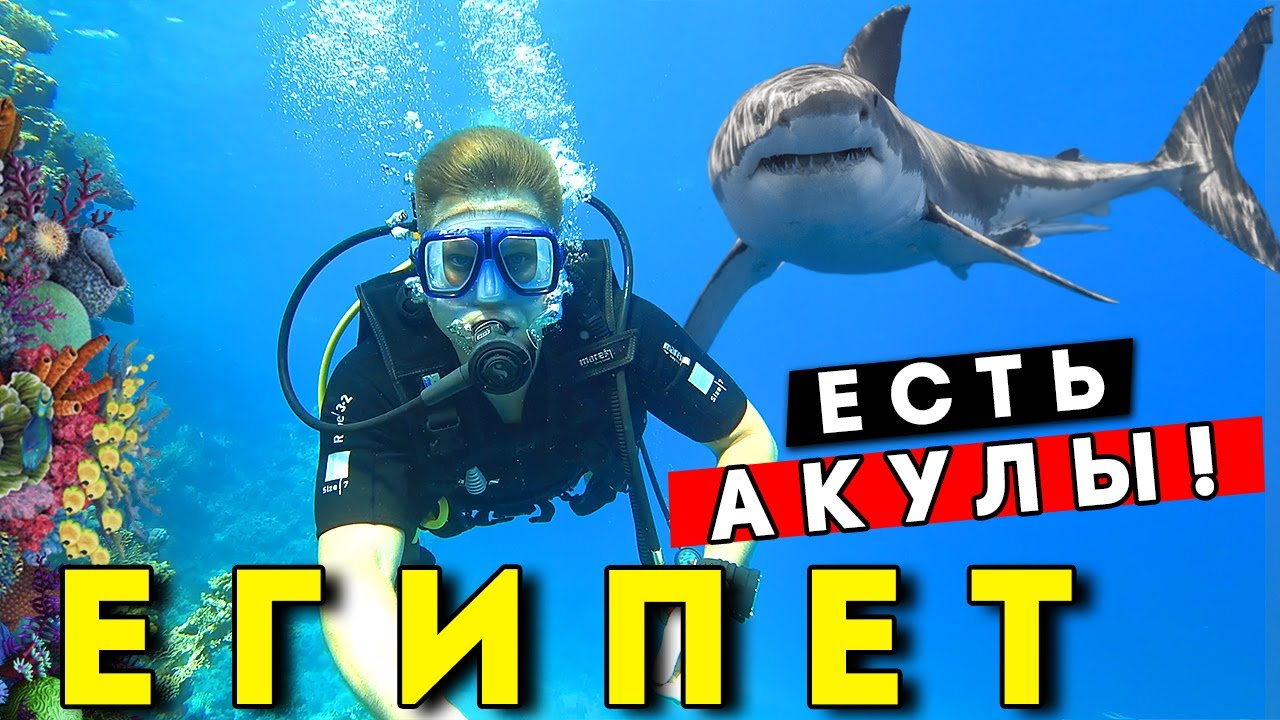 Встретил АКУЛУ в Египте 2025! ОПАСНЫЙ отдых? Дайвинг в Шарм эль Шейхе, Рас Мохаммед