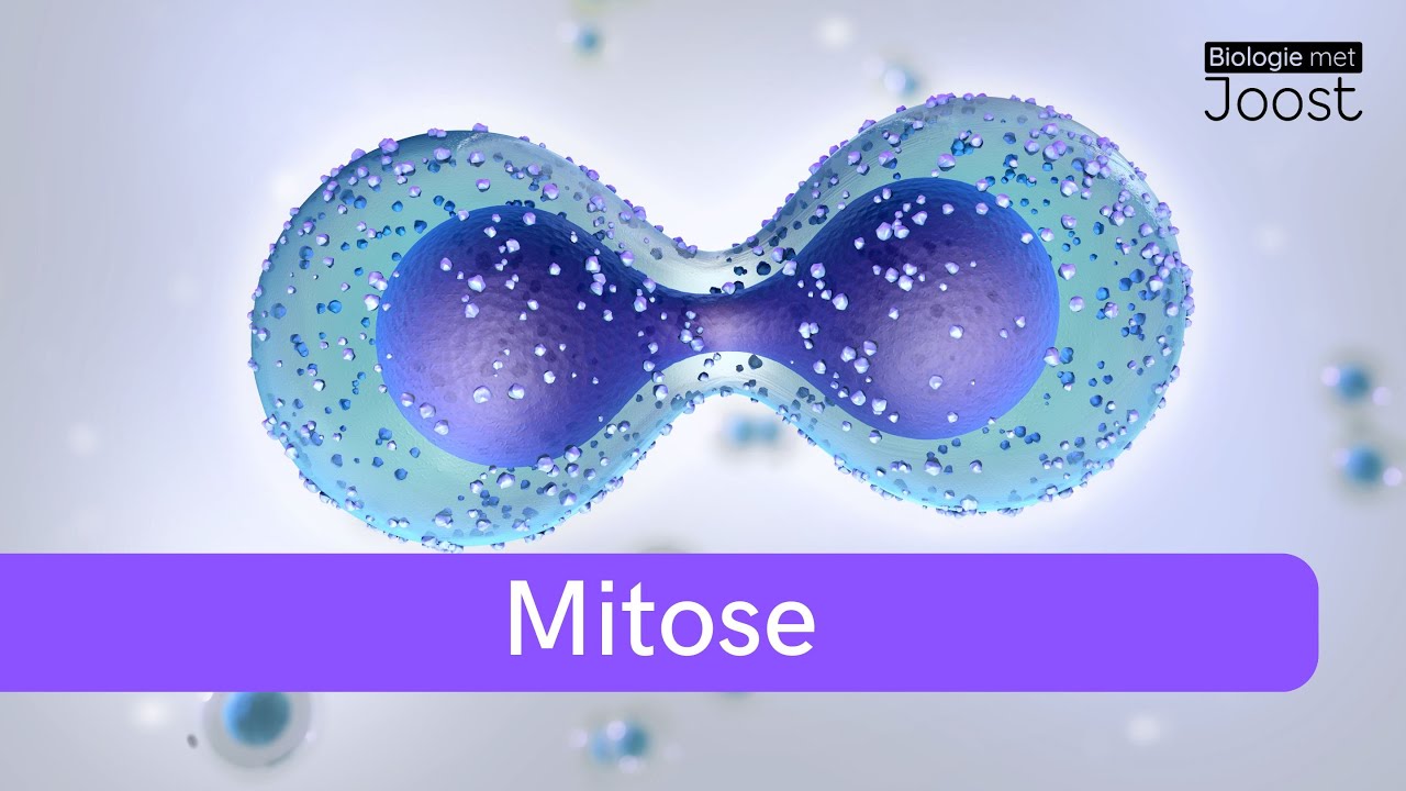 Celdeling | Mitose uitgelegd van interfase tot plasmagroei | Samenvatting | Havo
