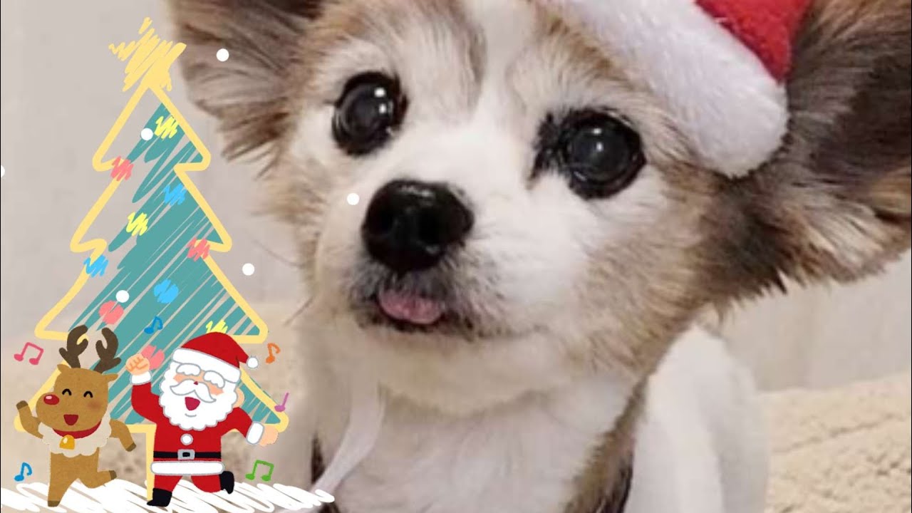初めてのクリスマス✨🎄✨可愛い2匹のパピヨンサンタ。くぅ♂️サンタとりん♀️サンタを見てみよう🎵