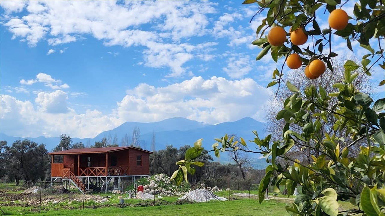 Seydikemer Ören Mahallesi'nde Satılık Müstakil Köy içi 4.173 Metrekare Arazi Zeytin ve Nar Bahçesi