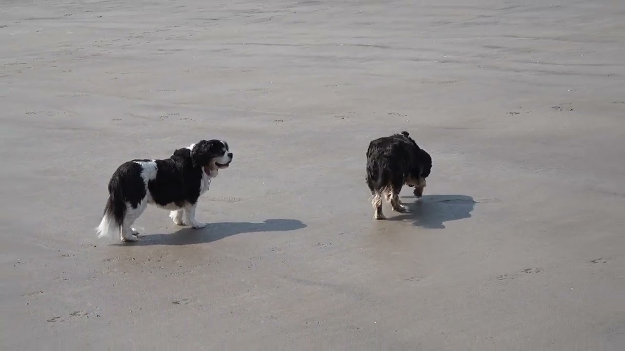 Brean Beach Walk