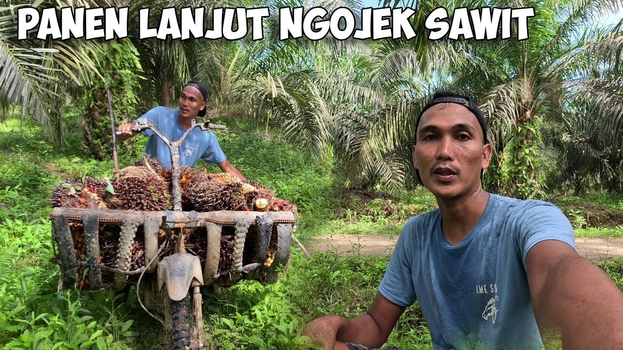 Sehari Panen Sawit Langsung NgOjEk Sawit, Capek Tapi Menguntungkan!