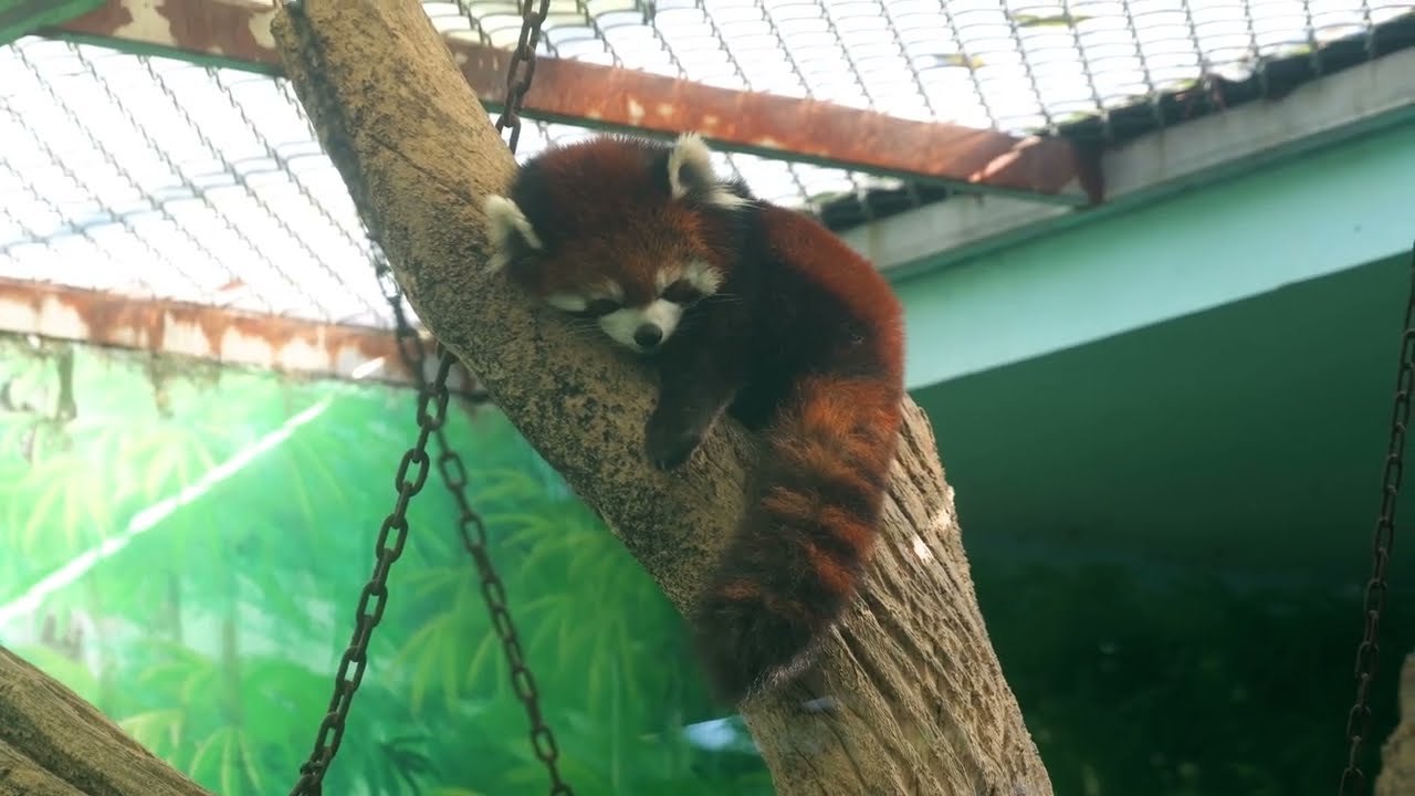 It's more comfortable to sleep up high