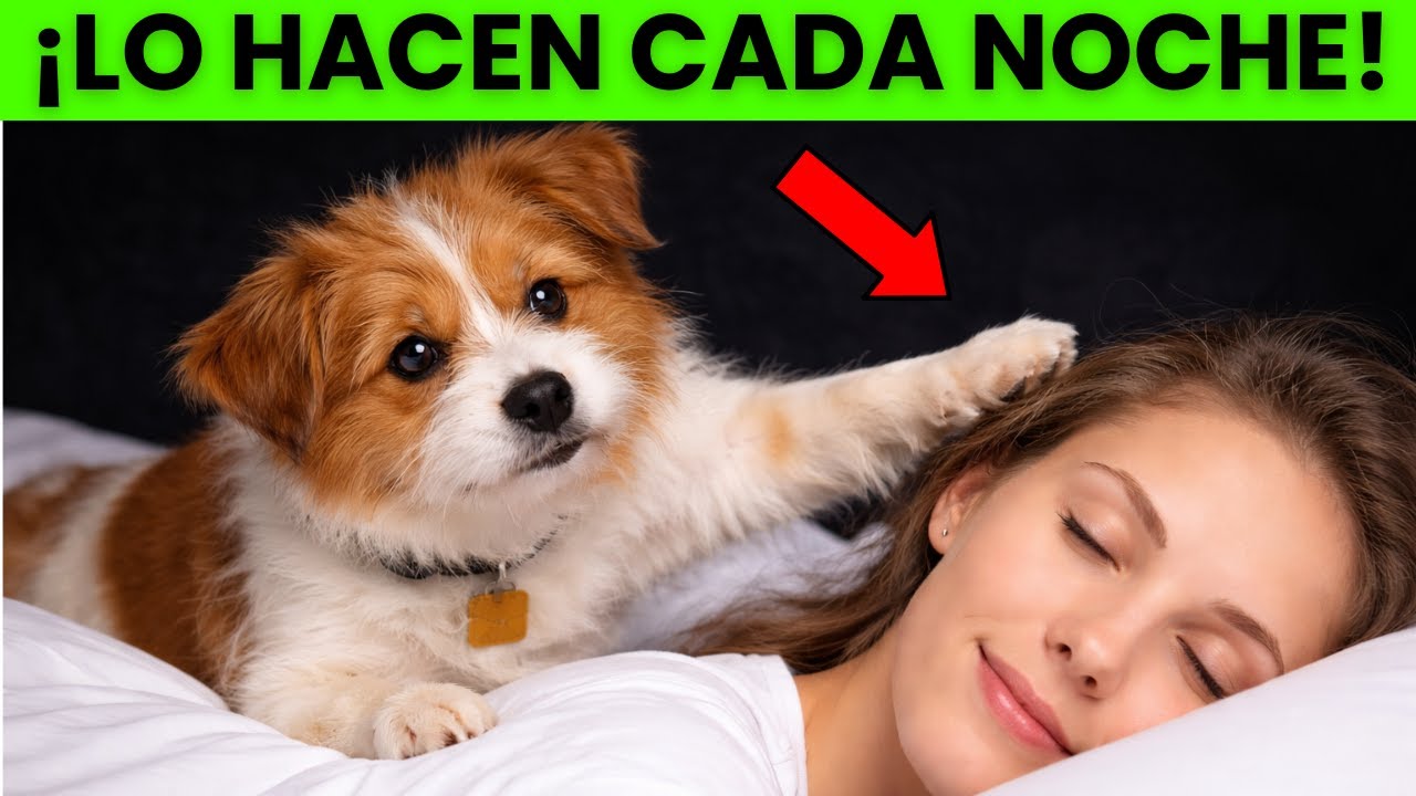 Lo que hace tu perro mientras duermes te va a sorprender