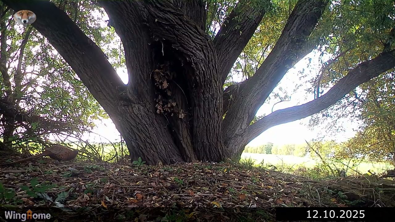 40 Wildkamera Sachsen WingHome im Revier