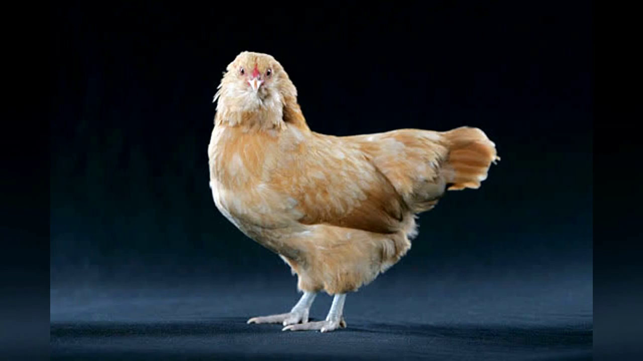 Explaining Egg Shell Colors