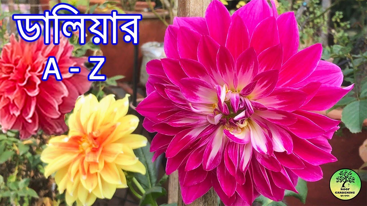 টবে ডালিয়া করার সম্পূর্ণ পদ্ধতি - চারা থেকে ফুল ধরা / How to grow Dahlia at home / roof gardening
