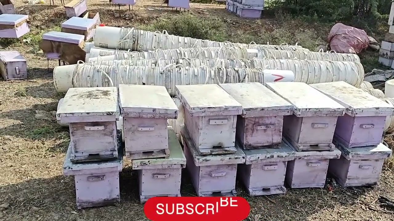 Vlog_No_66 आज किया हमने आपने बॉक्सो में काम #मधुमखी #beefarm #honeyfarm #beekeepingvlog #indianbees