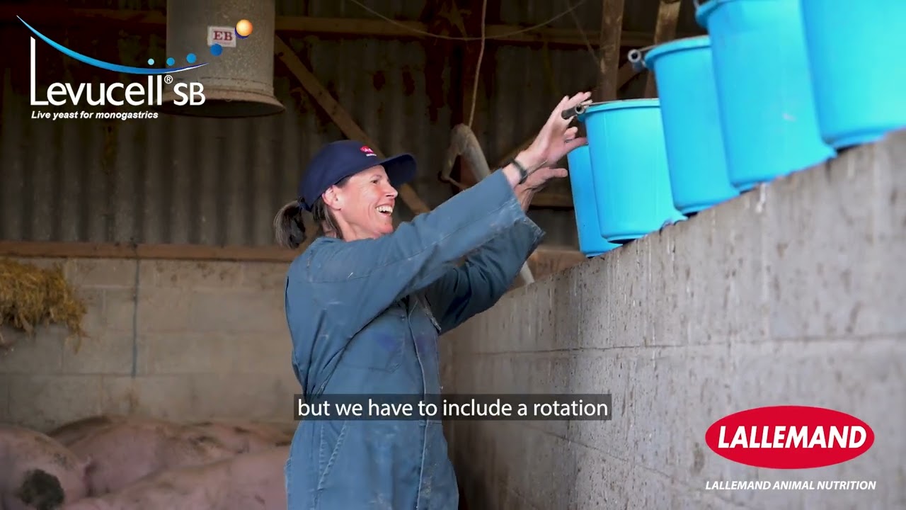 Farmer experience: prioritising sow gut health to promote efficient sow performance