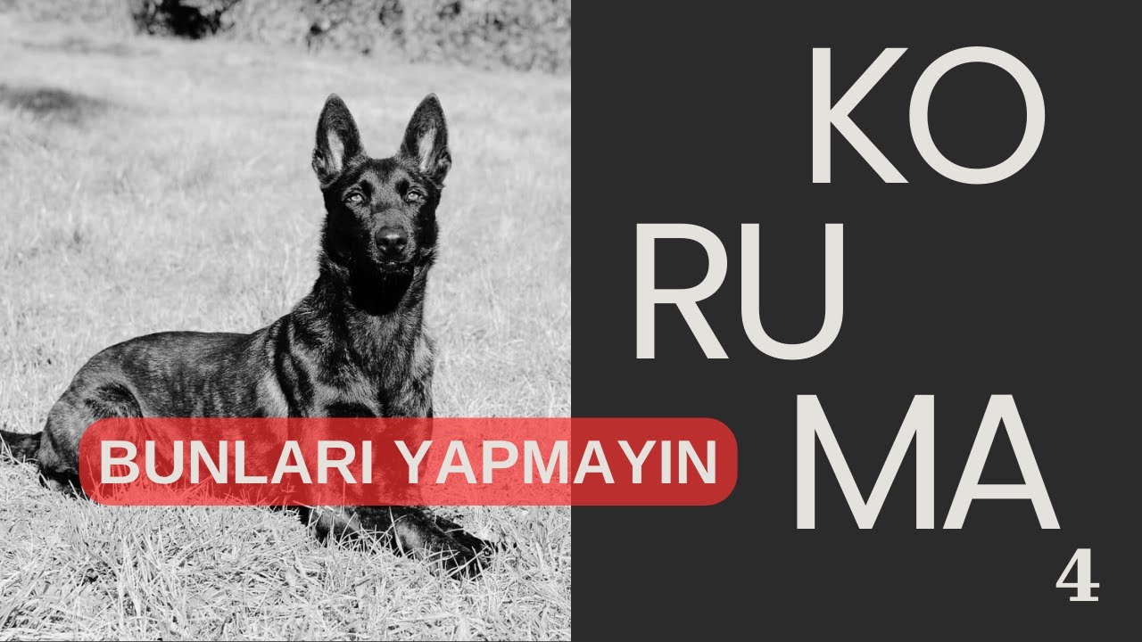 4- KORUMA YAPACAK KÖPEĞİN YETİŞTİRİLMESİ,   KORUMA YAPACAK KÖPEĞİ NASIL BÜYÜTMELİYİM? #rottweiler