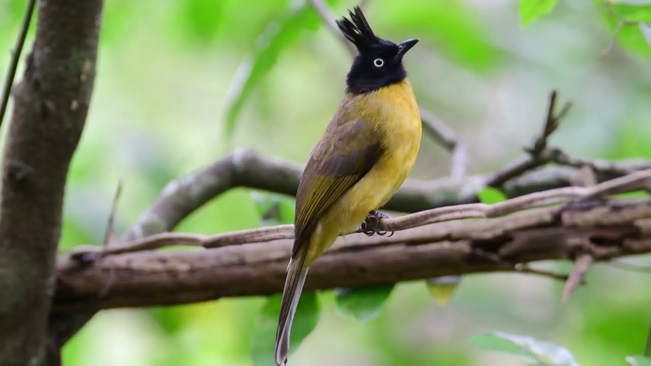 Amazing Birds & Nature Moments 🐦🌿 | Relaxing Wildlife Compilation”Strees Relief Music 🎵🎶